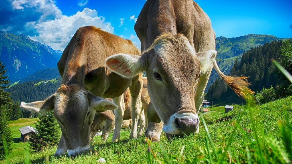 Dobbiamo smettere di mangiare carne e derivati per far fronte al cambiamento climatico?