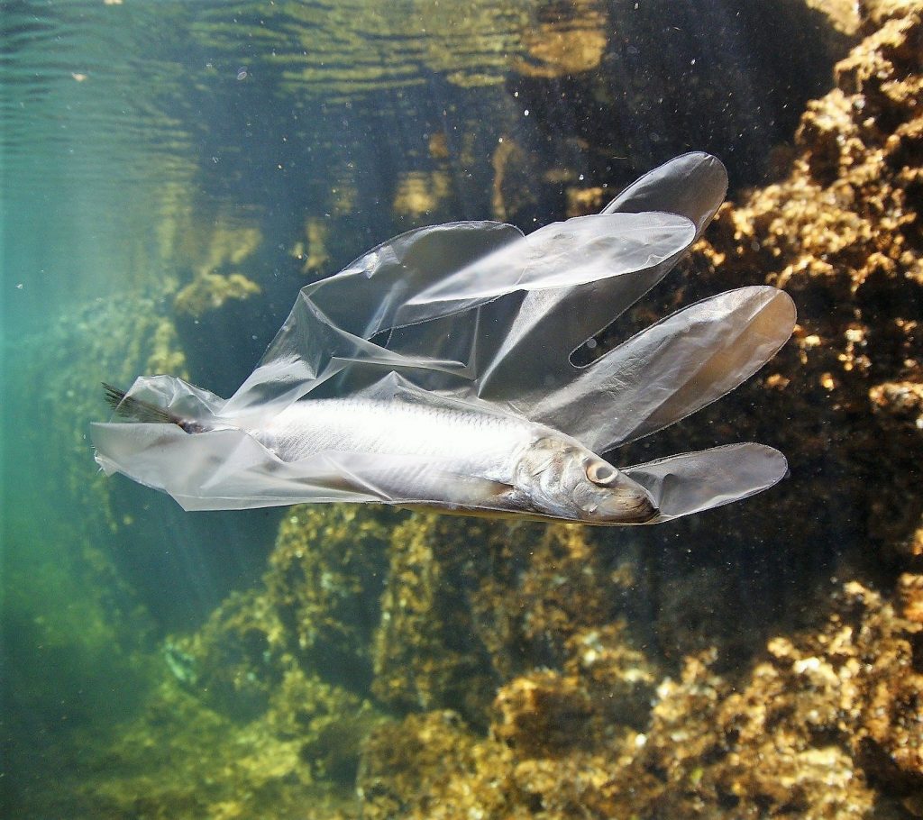 verità riciclata plastica - pesce in guanto di plastica